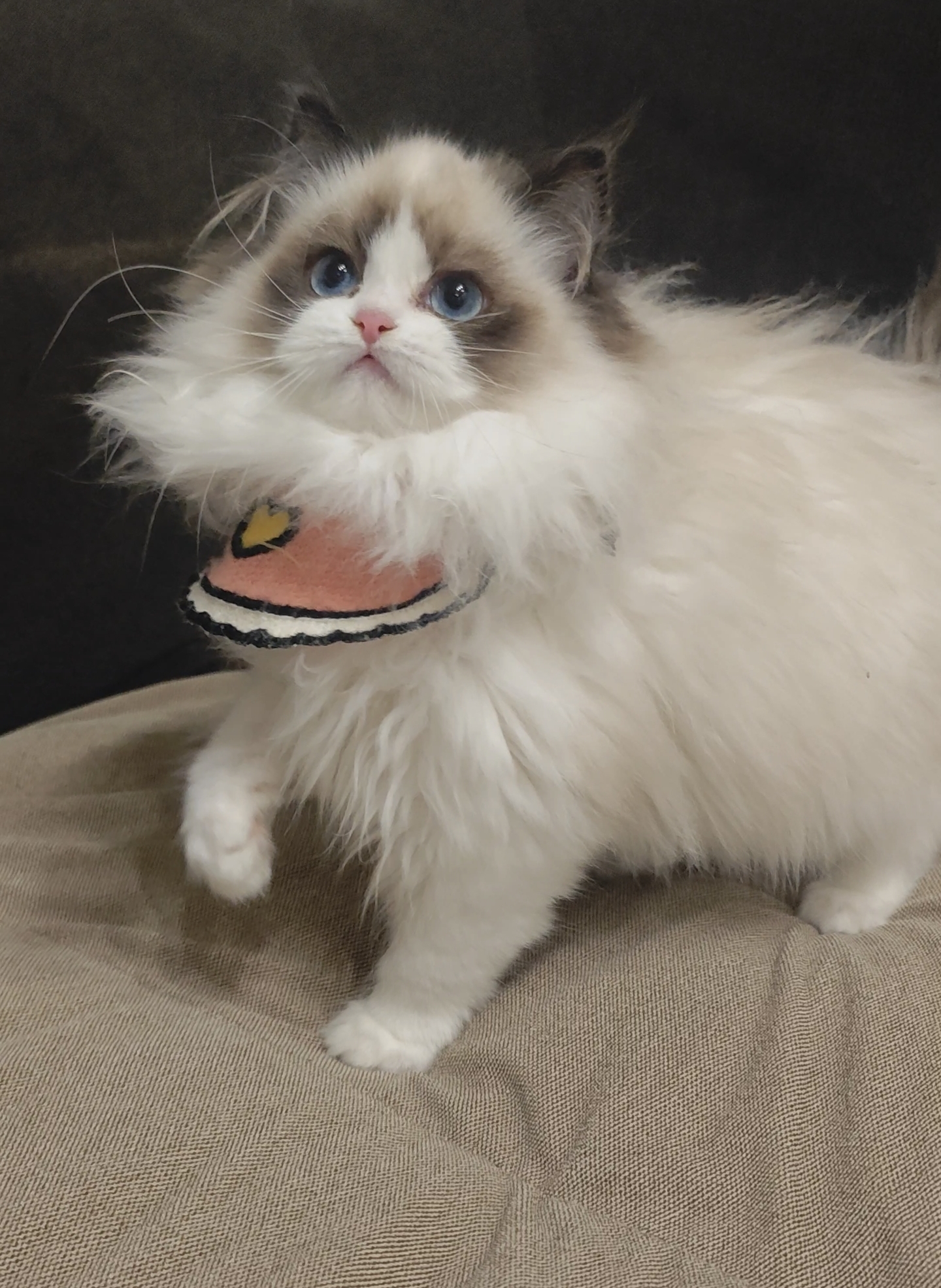 海双布偶猫妹妹,偏远地区不发,拍前请咨询